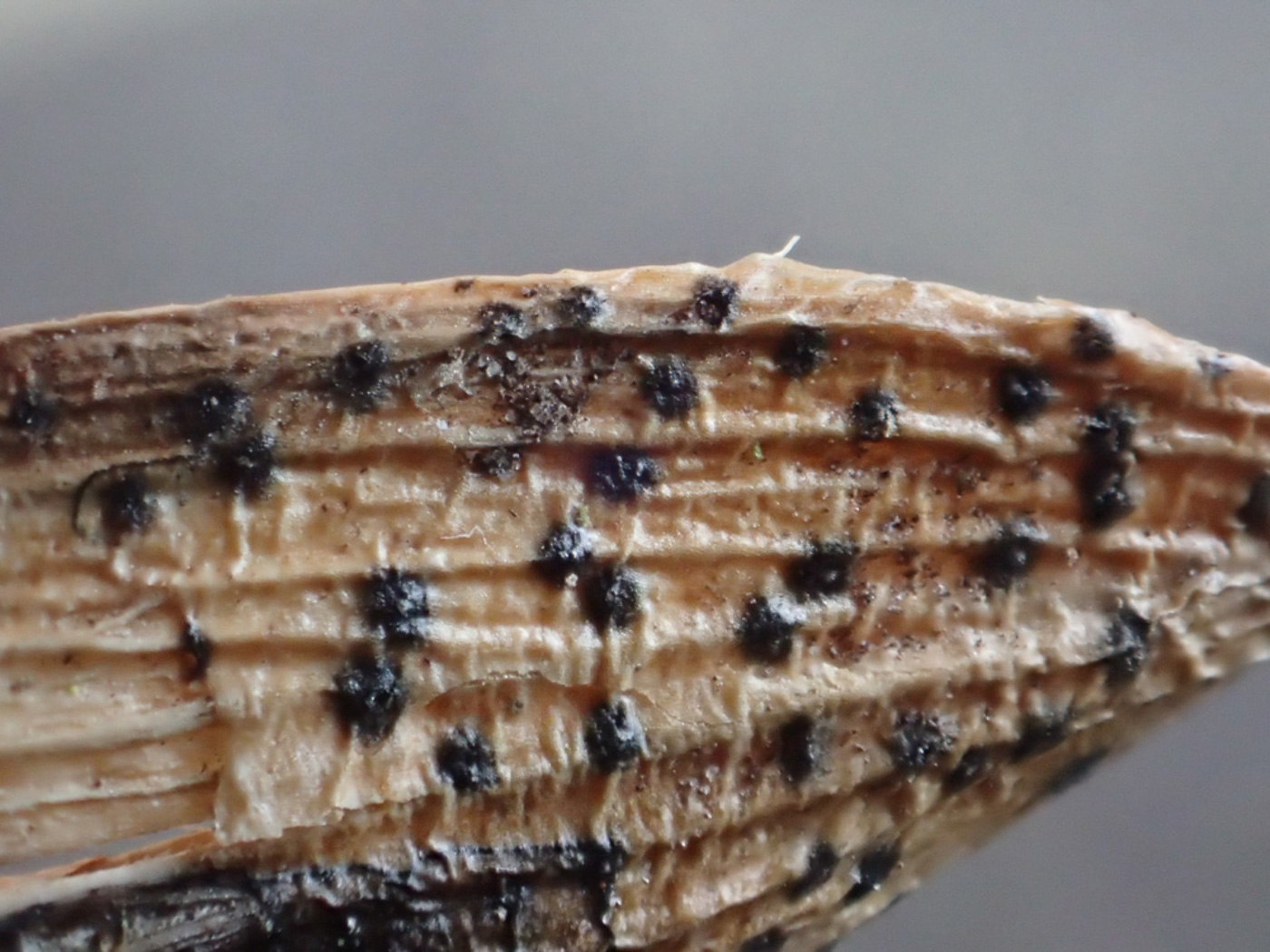 Photo © Penny Cullington Diaporthe samaricolaby Penny Cullington